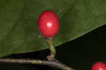 Southern spicebush <BR>Pondberry